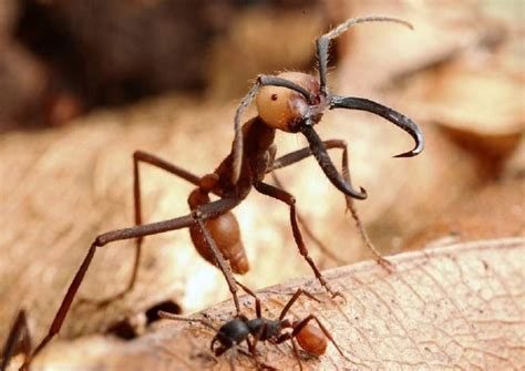Африканский муравей потенция